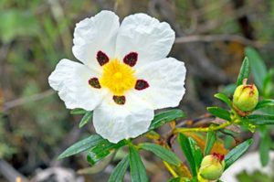 Flor de jara cistus ladanifer