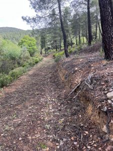 ARREGLO CAMINO FORESTAL MUP 18